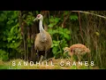 Sandhill Cranes Epic Migration Whooping Crane Encounters Nature Documentary