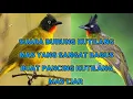 Download Lagu MASTERAN suara kutilang mas yang ampuh pancing kutilang mas yang lain