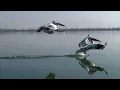 Lagu Dalmatian pelican landing by boat on lake