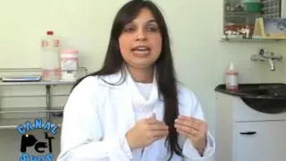 Veterinária dá dicas sobre momento certo para acasalamento de cães.