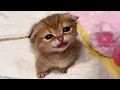 SUPER Cute and Funny Munchkin Cats EVER Cute Baby Animals s