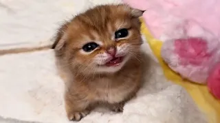 SUPER Cute and Funny Munchkin Cats EVER Cute Baby Animals s