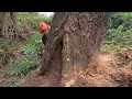 Lagu Fast and Easy ‼️cut down an old rain tree with beautiful fiber colors