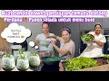 Download Lagu BUAT CENDOL DAWET PERSIAPAN TEMAN2 DATANG || PERDANA PANEN SELADA UNTUK PARA BULE 