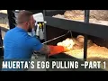 PULLING EGGS FROM A 13 FOOT PYTHON-MUERTA IS A MOMMA-PART I