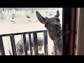 Demanding Donkey Opens Door In Search of Snacks ViralHog