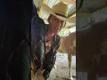 Out in the barn