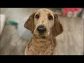 Pet grooming is an unregulated industry Here are ways to find a reputable dog groomer