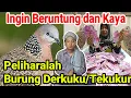 Download Lagu Membongkar Mitos yang beredar Burung derkuku atau Tekukur