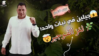 اللغز اللي حي ر العلماء إزاي الفوجير فيه جيلين في نبات واحد أحياء تالتة ثانوي 