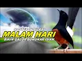 Lagu 🔴 LIVE 07 - Masteran Murai Batu Pagi Hari Full Isian Tembakan kasar Materi kekinian