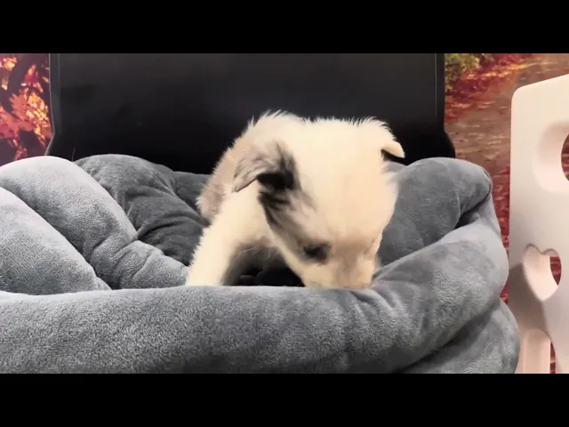 動画