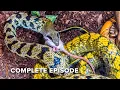 Download Lagu Fierce Battles Between Predators and Prey | Deadly Australians 102+103