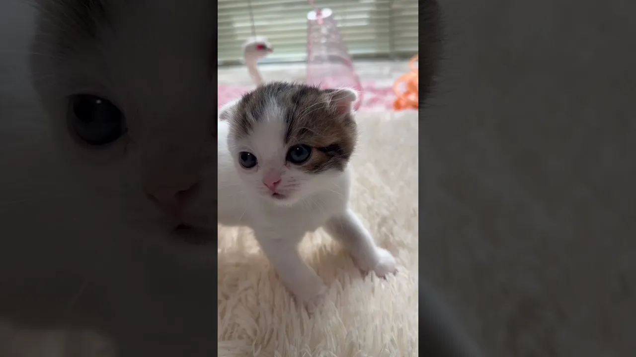 動画