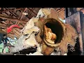 Download Lagu This footage is so horrifying!! A massive attack full of horror when sawing the Egyptian stump