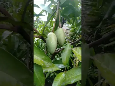 MANGGA BERBUAH LEBAT DI POLIBAG!! READY BIBITNYA KAWAN
