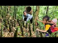 Download Lagu Old forest grows a lot of bamboo shoots - Harvest bamboo shoots to sell with daughter.