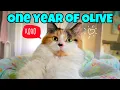 Download Lagu One Year of Olive - De schattigste lapjeskat