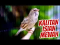 Download Lagu KALITAN ISIAN MEWAH - MASTERAN KENARI ISIAN BLACKTHROAT GACOR SUARA JERNIH MUDAH DITIRU