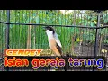 Download Lagu CENDET GACOR FULL ISIAN GEREJA TARUNG sambung LOVEBIRD NGEKEK dan Lovebird NGETIK