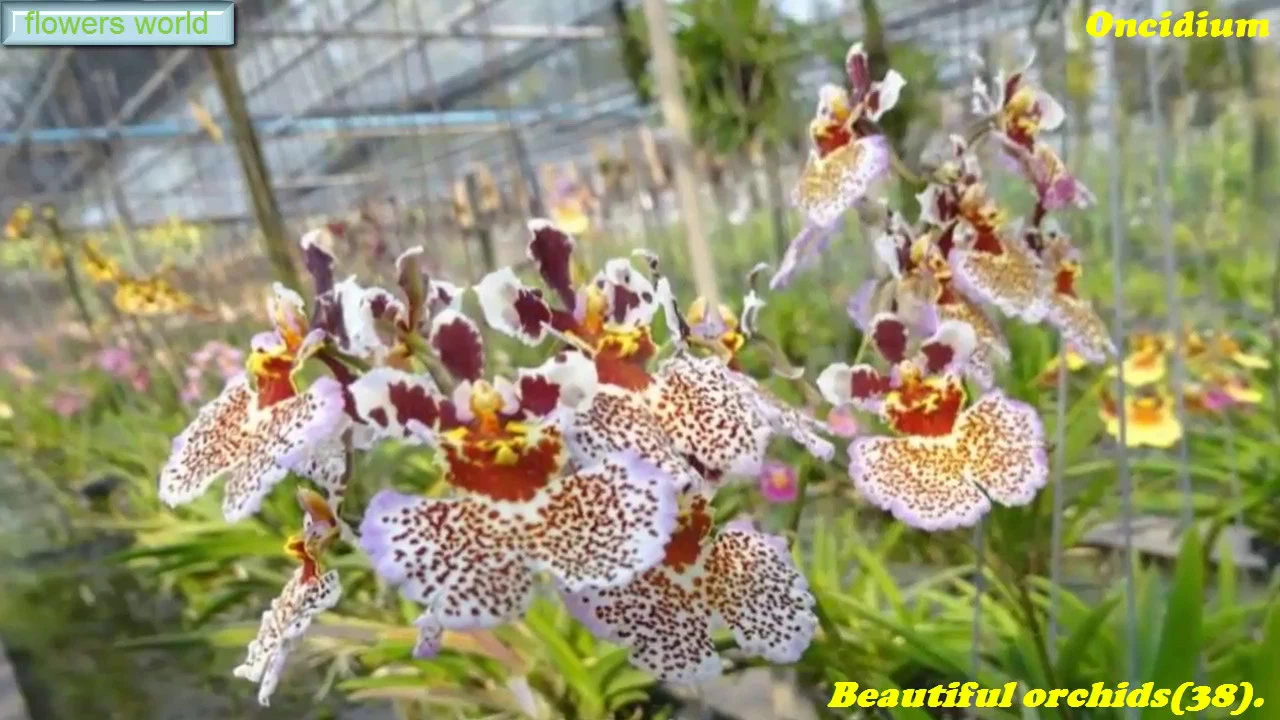 SEE THE GREAT BEAUTY OF ORCHIDS ONCIDIUM