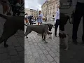Download Lagu Pertemuan Anjing Besar dengan Anjing Kecil 🔥😉