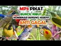 Download Lagu SUARA PIKAT BURUNG KECIL RIBUT KOMBINASI BURUNG KEJEPIT