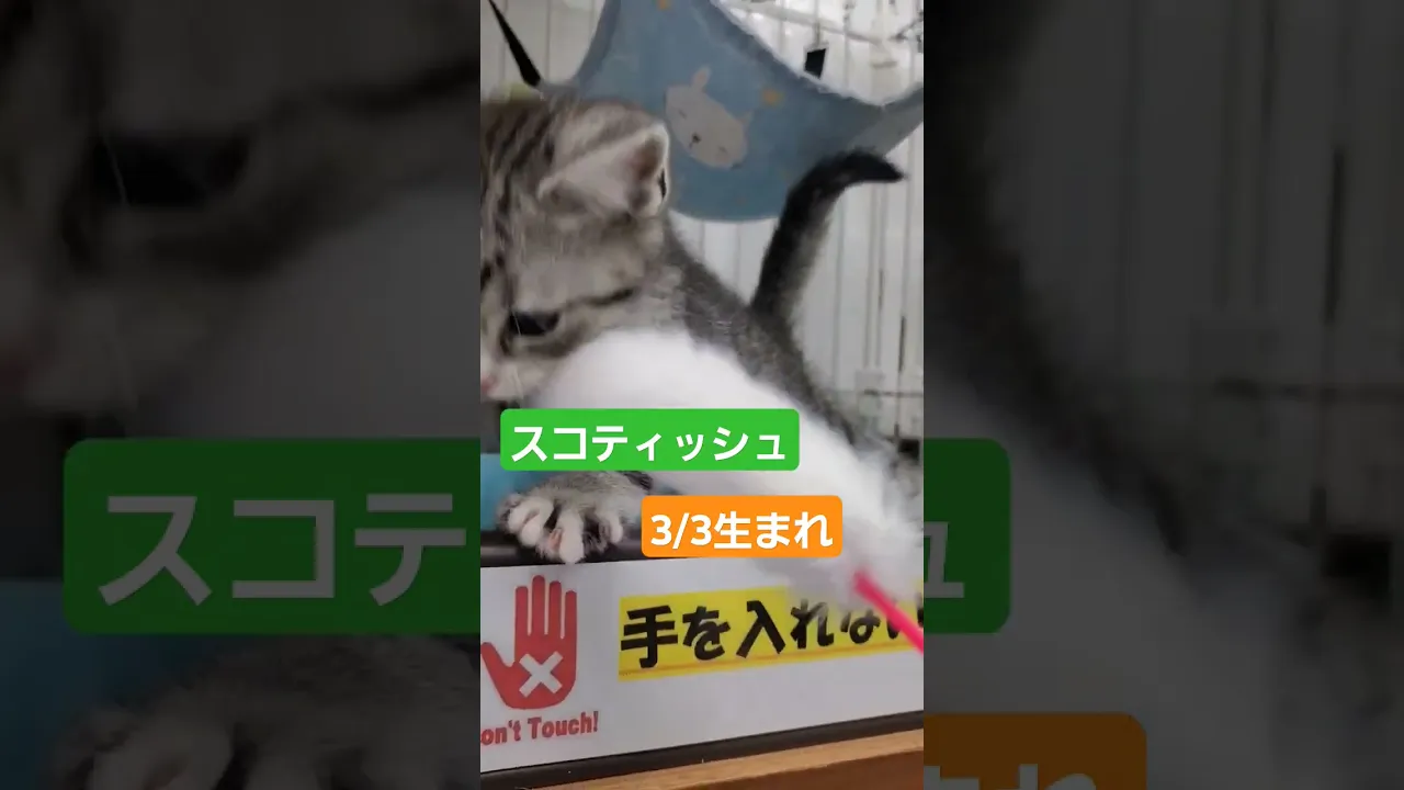 動画