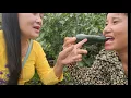 Download Lagu Thu hoạch táo,Hái ớt ăn tại vườn,nhung Hà Hái bầu táo tròn, bí Đao,,Vườn ở Mỹ ,ớt soôcla, Bí, dưa,,.