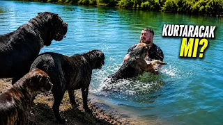 SAHİBİNİN BOĞULDUĞUNU GÖREN 5 KÖPEK BAKIN NE YAPTI!