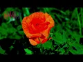 Somewhere Along The Way – Eddie Dalton | Soul Blues Songs Music (Official Lyric Video)