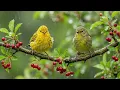 Peaceful Bird Sounds & Soft Piano in Nature 🌿 Study Music for Focus and Mental Clarity