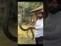 Download Lagu 🐍 King Cobra snake vs Murliwale hausla#viralvideo #viralshort #youtubeshorts