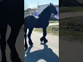 Friesian Horse Name ep2