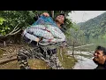 Download Lagu Lờ Cá Khổng Lồ Hạ Gục Bầy Cá Lăng Rừng Độ Sâu 20 Mét | Many fish live deep in the forest