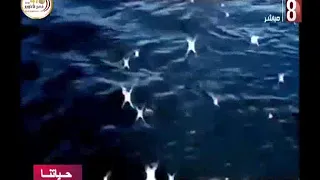 برومو   اسوان جميلة   الفنان صبري فواز   الاخراج حنان العمده دندنها