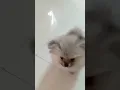 Download Lagu pomeranian puppy wants to play 🥰💓🐕