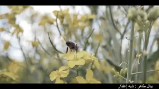 قلبك حجر  شبه اعتذار دندنها