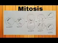 Mitosis stages diagram drawing stages