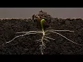 Bean Time-Lapse - 25 days Soil cross section
