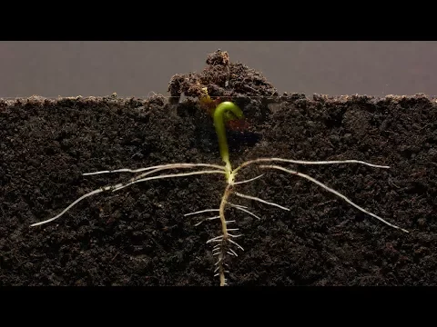 Download MP3 Bean Time-Lapse - 25 days | Soil cross section