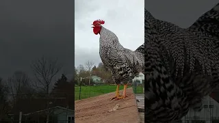 صبح بخیر دندنها