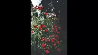  erde yeni m zik ney h sran h z n 