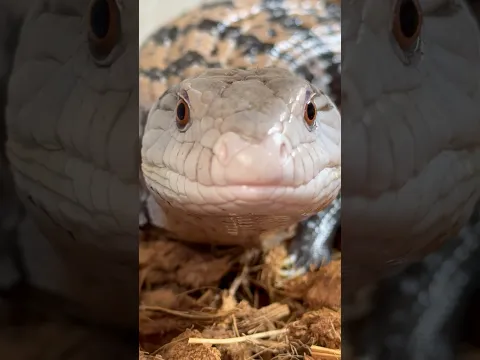 💙🩵💙🩵 ¿Lo conocías? # #quiubolereptileros #skink #reptileshorts #reptiles