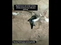 Ini Dia Karakter Suara asli walet ketika istirahat di dalam gedung malam hari