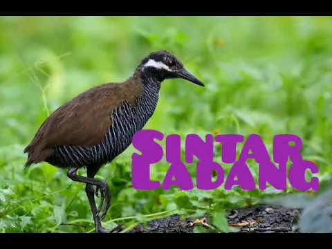 Download MP3 Suara pikat burung Sintar Ladang atau Sintar hutan suara jernih dan bersih di jamin mantap