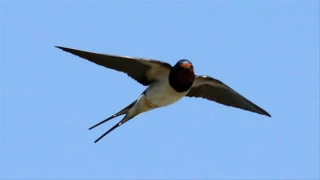 صوت طائر السنونو  صوت طائر السنونو