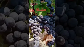 أنواع العنب   بالجزائر اي نوع تفضل  دندنها