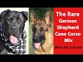 The Rare German Shepherd Cane Corso Mix What You Can Get
