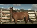 Wild Patagonian Horse Is Masterfully Tamed | Wild Patagonia | BBC Earth